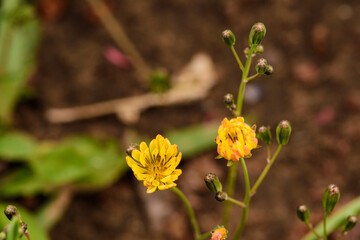 Beautiful spring-blooming close-up of cauliflower and seeds of pockmarked cabbage, a wild herb from