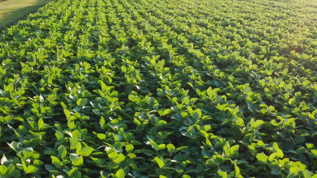 Soybean Field Close Up Aerial At Sunrise, Sunset. Golden Hour Light In Rural Agriculture Farming Community In USA.