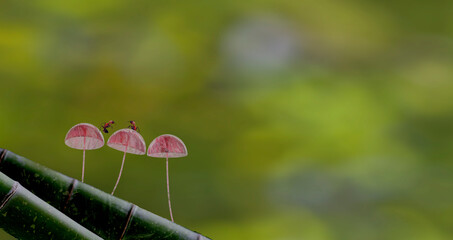 3d rendering Mushroom Wallpaper with nice background color