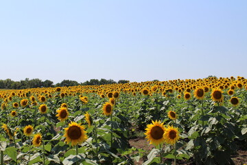 Obraz premium sunflower field