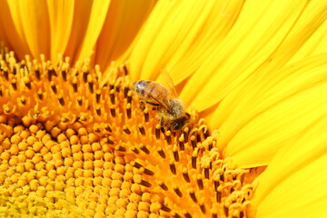 bee on sunflower close up
