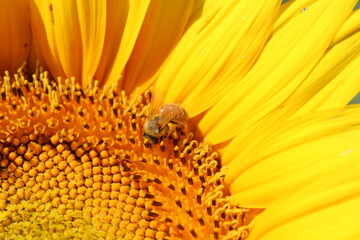 bee on sunflower close up