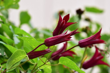 遅咲きのクレマチス