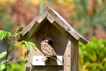 餌を運んできた親スズメ