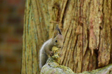 木の臭いをかぐ子リス