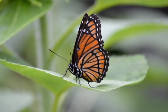 A Monarch butterfly on a leaf with light shining through its wings