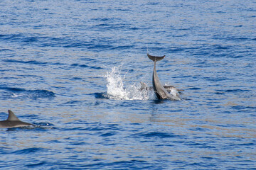 A Spinner Dolphin Entering the water with the Tail Visible after Leaping in Hawaii