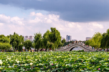 The scenery of Nanhu Park in Changchun, China with lotus in full bloom