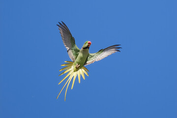 Alexandrine Parakeet