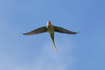 Alexandrine Parakeet