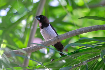 White-rumped Munia