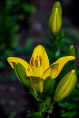 Blooming lilies