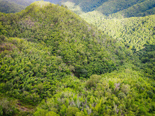 Aerial view forest tree environment forest nature background, Texture of green tree top view forest from above, pine and bamboo forest mountain background