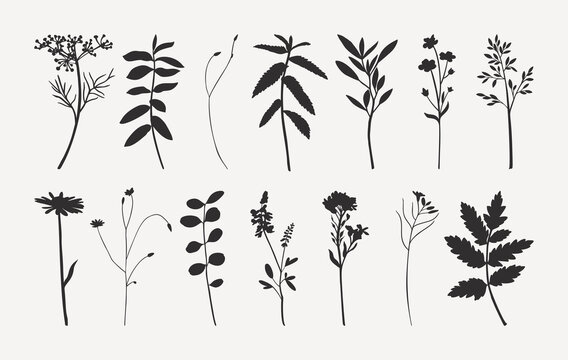 Set of Wild Flowers Silhouettes in Trendy Minimalist Style. Vector Herbs Illustration in Monochrome Colors
