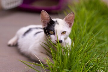Gato filhote