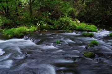 Naklejka na ściany i meble Creek streams in the deep forest in Nagano, Japan