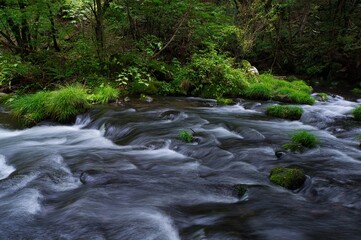 Obraz premium Creek streams in the deep forest in Nagano, Japan