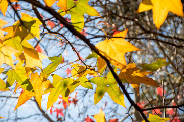 Naklejka na ściany i meble Fall season. Yellow maple tree leaves on a brunch autumn background