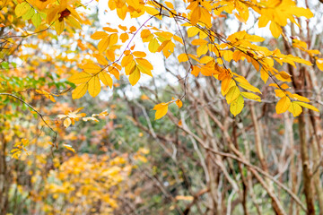 Fall season. Yellow tree leaves autumn background