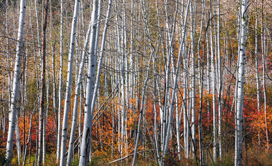 Several Aspen trees in autumn time near Marble Colorado