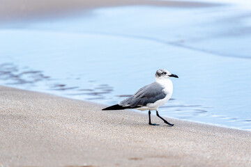 Seagulls on Beach and waves