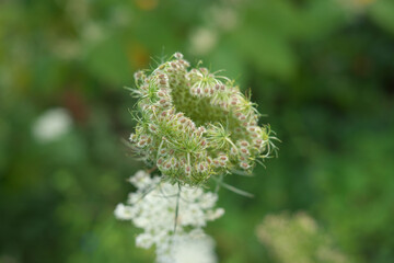 カウパセリの種子