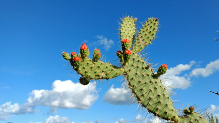 Cacto e céu azul no sertão do Brasil