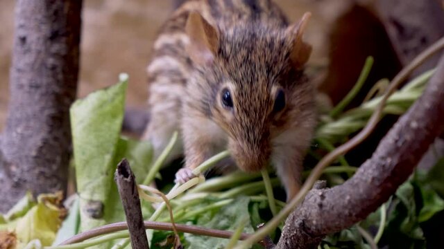 Cute Grass Mouse or Lemniscomy Barbarus eating plants in wilderness,close up
