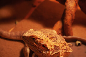 Bearded Dragon Lizard Picture