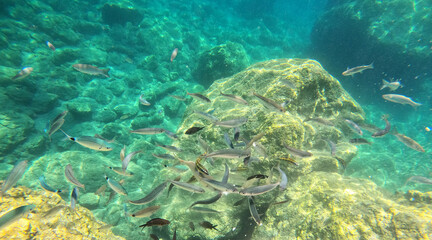 Underwater world of Mediterranean Sea. Near Marmaris, Turkey