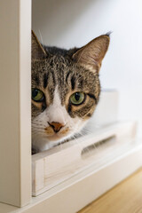 Closeup muzzle of cute funny cat sitting in cupboard shelf relaxing spending time at home