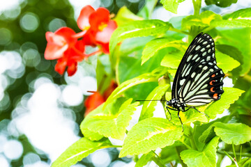 東京の公園で美しい蝶々