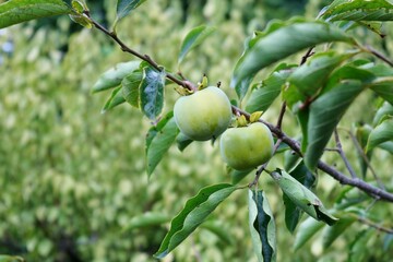 田舎の柿の木　熟すのを待つ　風景
