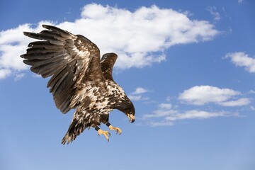 Bird.