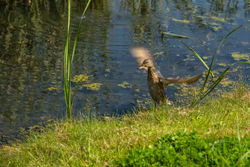Wingspread duck on hot summer day 