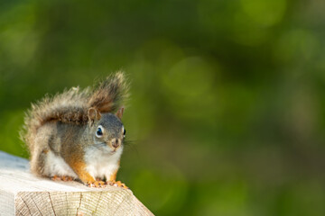 Red Squirrel striking a pose