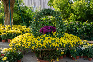 All kinds of chrysanthemums in various shapes