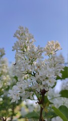 White lilac on a blue sky background