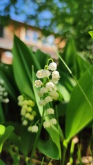 Lilies of the valley on the background of a wooden house