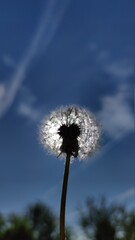 Fototapeta premium Dandelion, illuminated by the sun