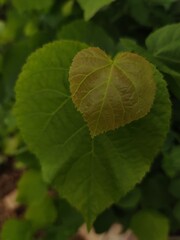 Linden leaves in the shape of a heart