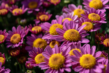 Close up of chrysanthemums of different varieties and colors