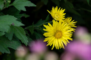 Close up of chrysanthemums of different varieties and colors