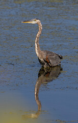 Great blue heron
