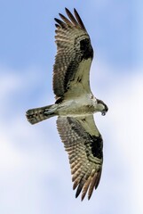 Osprey