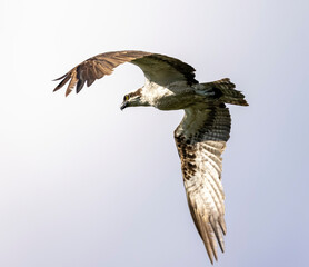 Osprey