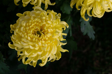 All kinds of yellow chrysanthemums are in bloom