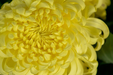 All kinds of yellow chrysanthemums are in bloom