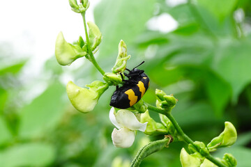 Spotted asparagus beetle on the asparagus sprout top. The main pest of asparagus crop. background blur.