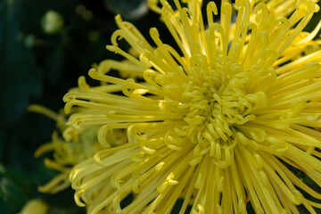 The yellow chrysanthemum is in full bloom. It has long and thin petals.